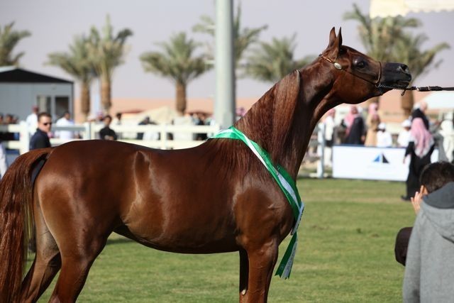 2011 Al Khalediah Arabian Horse Festival - Day 1