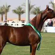 2011 Al Khalediah Arabian Horse Festival - Day 1