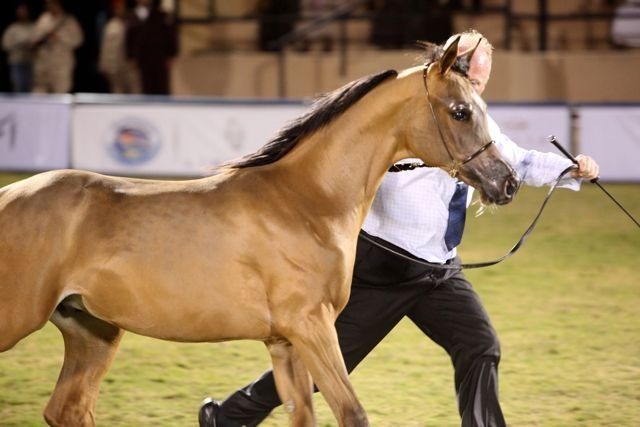 2011 Al Khalediah Arabian Horse Festival - Day 1