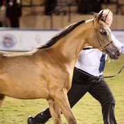 2011 Al Khalediah Arabian Horse Festival - Day 1