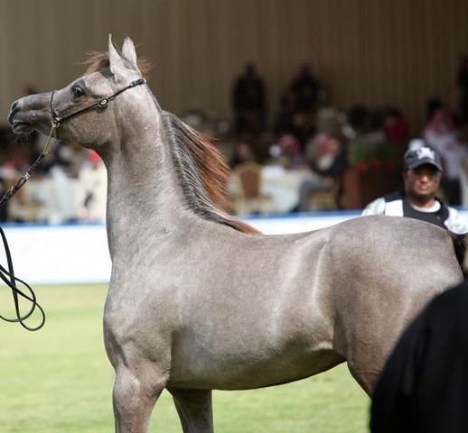 2011 Al Khalediah Arabian Horse Festival - Day 1