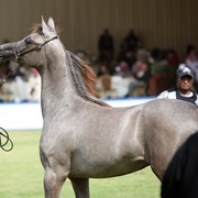2011 Al Khalediah Arabian Horse Festival - Day 1