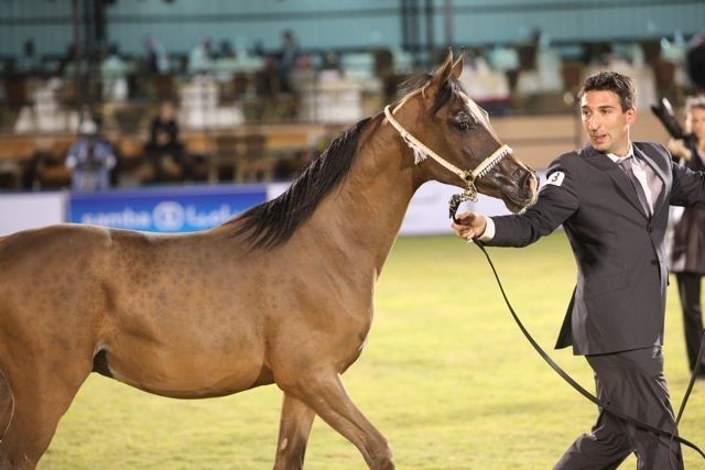 2011 Al Khalediah Arabian Horse Festival - Day 1
