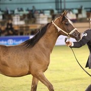 2011 Al Khalediah Arabian Horse Festival - Day 1