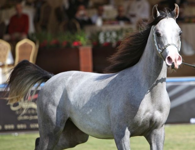 2011 Al Khalediah Arabian Horse Festival - Day 1