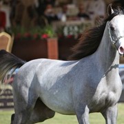 2011 Al Khalediah Arabian Horse Festival - Day 1