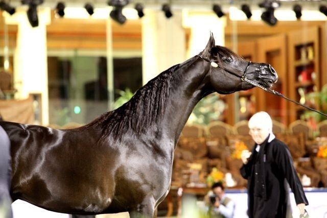 2011 Al Khalediah Arabian Horse Festival - Day 1