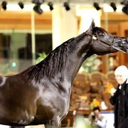 2011 Al Khalediah Arabian Horse Festival - Day 1