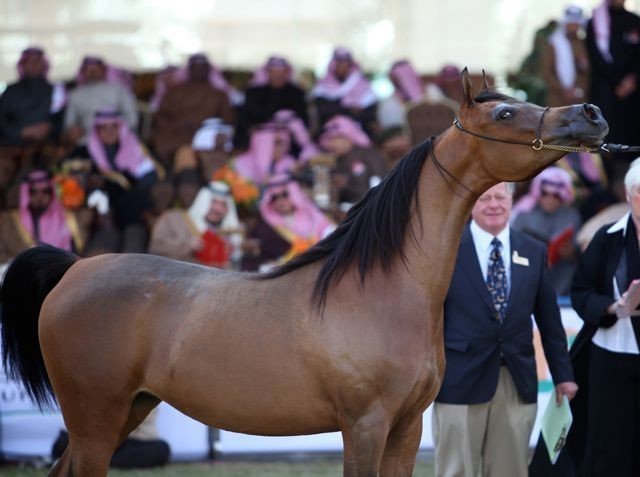 2011 Al Khalediah Arabian Horse Festival - Day 1