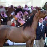 2011 Al Khalediah Arabian Horse Festival - Day 1