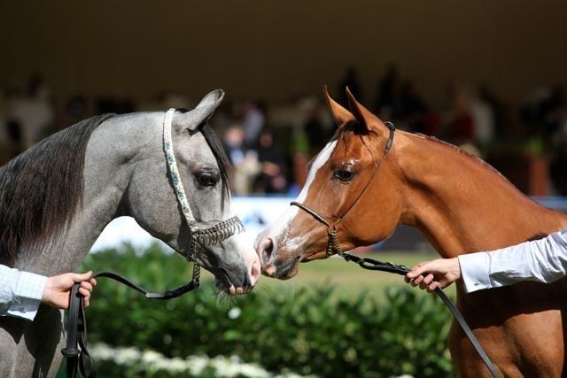2011 Al Khalediah Arabian Horse Festival - Day 1