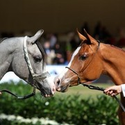 2011 Al Khalediah Arabian Horse Festival - Day 1