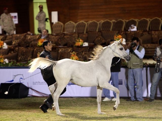 2011 Al Khalediah Arabian Horse Festival - Day 1