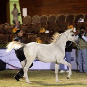 2011 Al Khalediah Arabian Horse Festival - Day 1