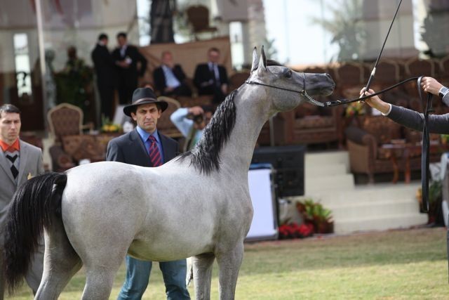 2011 Al Khalediah Arabian Horse Festival - Day 1