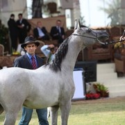 2011 Al Khalediah Arabian Horse Festival - Day 1