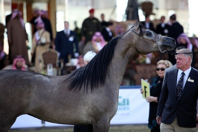 2011 Al Khalediah Arabian Horse Festival - Day 1