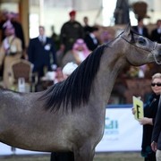 2011 Al Khalediah Arabian Horse Festival - Day 1