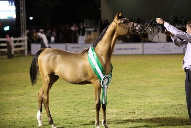 2011 Al Khalediah Arabian Horse Festival - Day 1