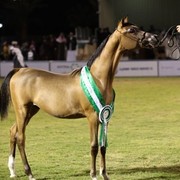 2011 Al Khalediah Arabian Horse Festival - Day 1