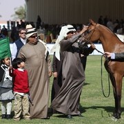2011 Al Khalediah Arabian Horse Festival - Day 1