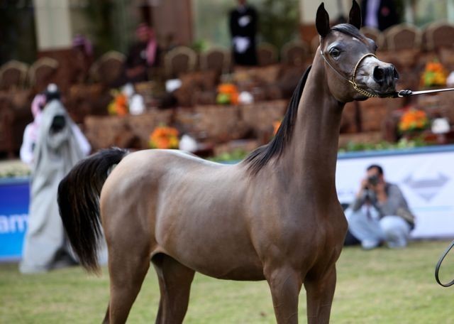 2011 Al Khalediah Arabian Horse Festival - Day 1