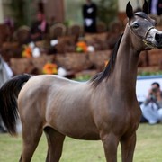 2011 Al Khalediah Arabian Horse Festival - Day 1