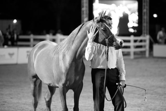 2011 Al Khalediah Arabian Horse Festival - Day 1