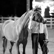 2011 Al Khalediah Arabian Horse Festival - Day 1