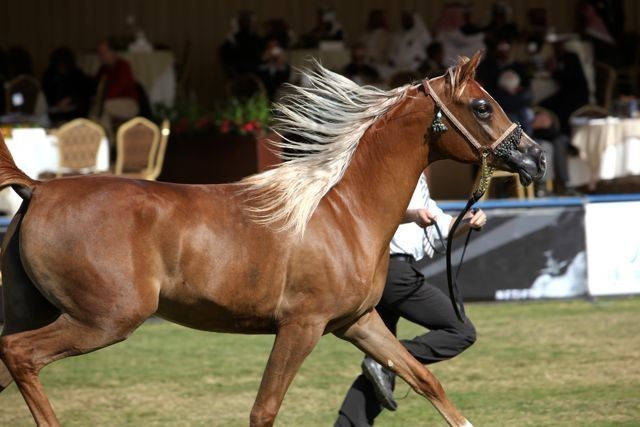 2011 Al Khalediah Arabian Horse Festival - Day 1