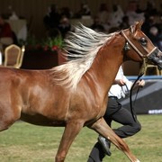 2011 Al Khalediah Arabian Horse Festival - Day 1