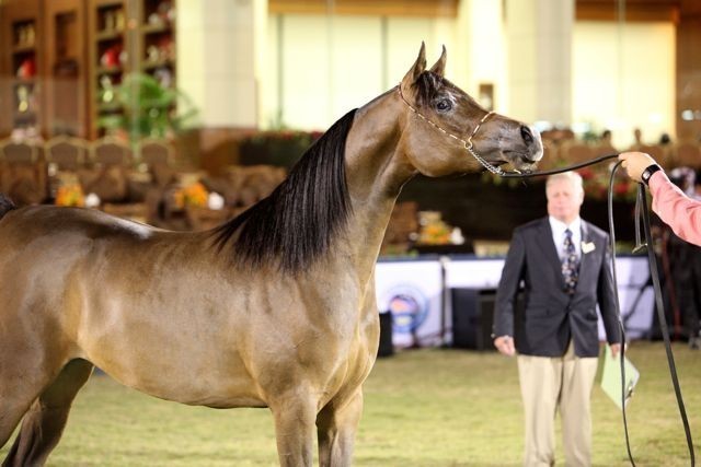 2011 Al Khalediah Arabian Horse Festival - Day 1