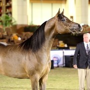 2011 Al Khalediah Arabian Horse Festival - Day 1