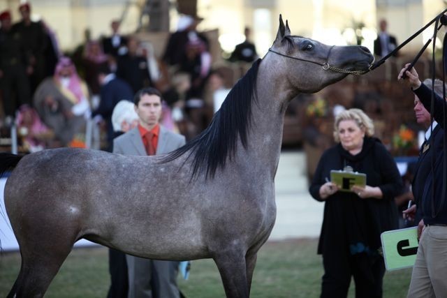 2011 Al Khalediah Arabian Horse Festival - Day 1