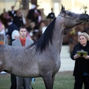 2011 Al Khalediah Arabian Horse Festival - Day 1