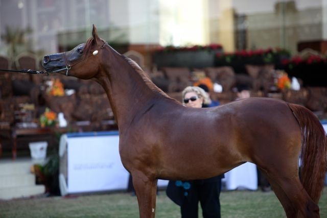 2011 Al Khalediah Arabian Horse Festival - Day 1