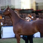 2011 Al Khalediah Arabian Horse Festival - Day 1