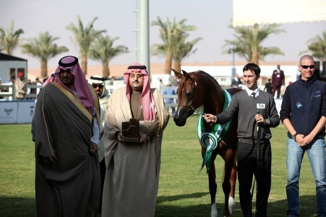 2011 Al Khalediah Arabian Horse Festival - Day 1