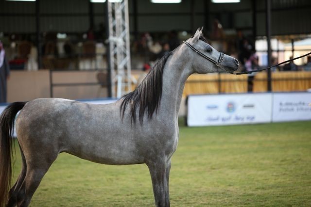 2011 Al Khalediah Arabian Horse Festival - Day 1
