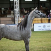 2011 Al Khalediah Arabian Horse Festival - Day 1