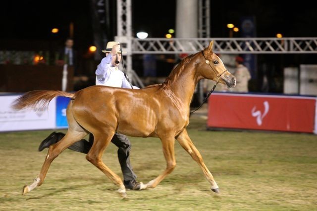2011 Al Khalediah Arabian Horse Festival - Day 1