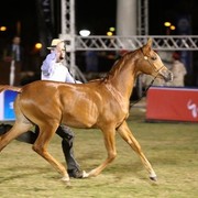 2011 Al Khalediah Arabian Horse Festival - Day 1