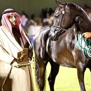 2011 Al Khalediah Arabian Horse Festival - Day 1