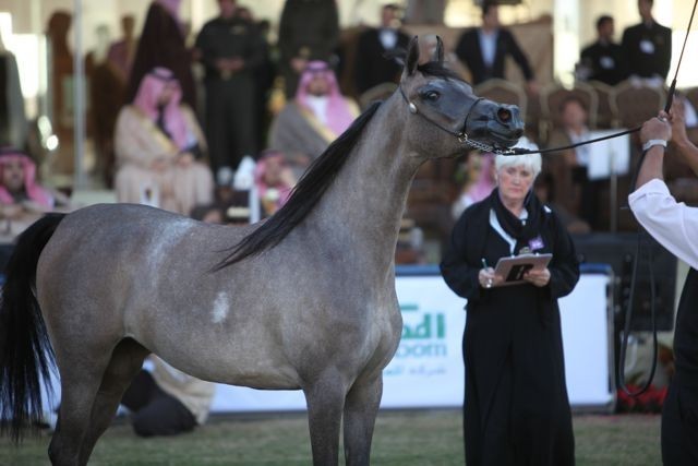 2011 Al Khalediah Arabian Horse Festival - Day 1