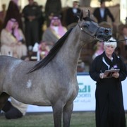 2011 Al Khalediah Arabian Horse Festival - Day 1