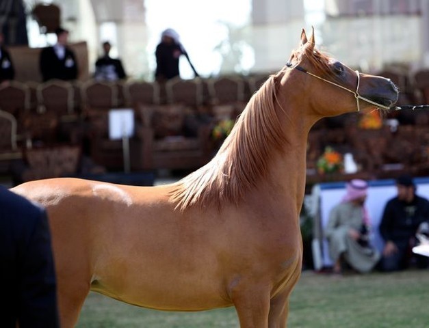2011 Al Khalediah Arabian Horse Festival - Day 1