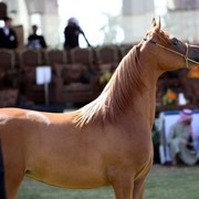 2011 Al Khalediah Arabian Horse Festival - Day 1