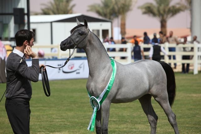 2011 Al Khalediah Arabian Horse Festival - Day 1