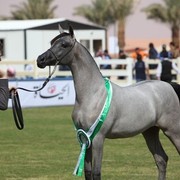 2011 Al Khalediah Arabian Horse Festival - Day 1