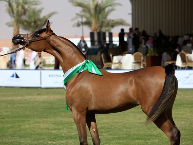 2011 Al Khalediah Arabian Horse Festival - Day 1